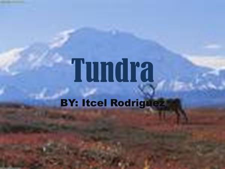 Tundra BY: Itcel Rodriguez.