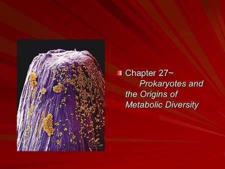 Chapter 27~ Prokaryotes and the Origins of Metabolic Diversity.
