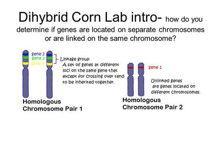 Dihybrid Corn Lab intro- how do you determine if genes are located on separate chromosomes or are linked on the same chromosome?