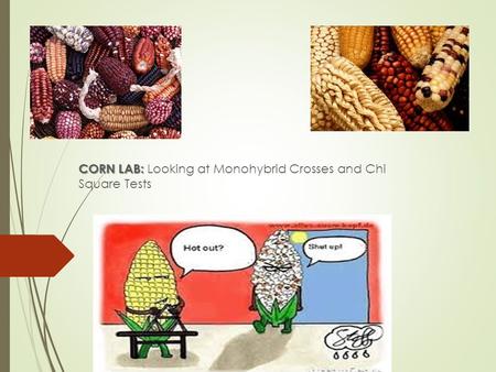 Corn Lab CORN LAB: CORN LAB: Looking at Monohybrid Crosses and Chi Square Tests.