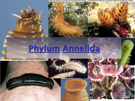 Phylum Annelida.
