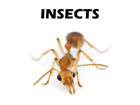 INSECTS.
