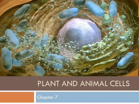 PLANT AND ANIMAL CELLS Chapter 7. What’s a cell?  The structural, functional and biological unit of all organisms. 