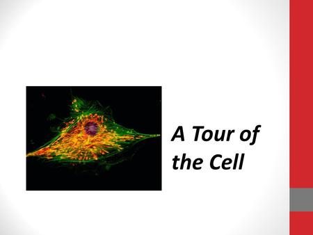 A Tour of the Cell. Cytology: science/study of cells Light microscopy resolving power: measure of clarity Electron microscopy TEM (transmission): electron.