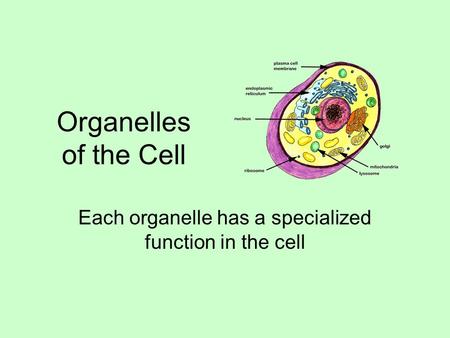 Each organelle has a specialized function in the cell