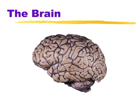 The Brain.  Brainstem  the oldest part and central core of the brain, beginning where the spinal cord swells as it enters the skull  responsible for.