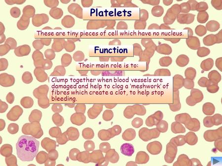 These are tiny pieces of cell which have no nucleus. Platelets Clump together when blood vessels are damaged and help to clog a ‘meshwork’ of fibres which.
