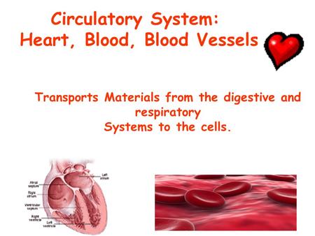 Circulatory System: Heart, Blood, Blood Vessels Transports Materials from the digestive and respiratory Systems to the cells.