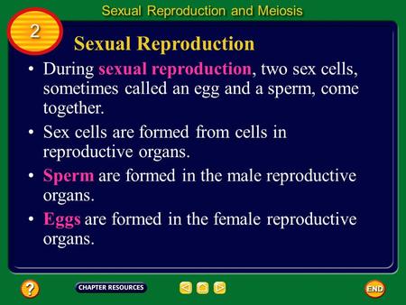 Sexual Reproduction During sexual reproduction, two sex cells, sometimes called an egg and a sperm, come together. Sex cells are formed from cells in reproductive.