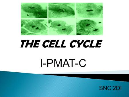 SNC 2DI THE CELL CYCLE I-PMAT-C. Why is cell division important? 1) Healing and tissue repair  Healing cuts, broken bones, replacing dead cells 2) Growth.