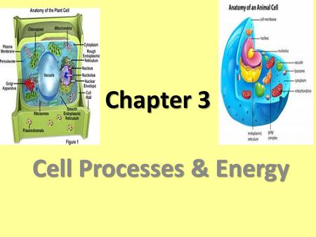 Chapter 3 Cell Processes & Energy. Element any substance that cannot be broken down into simpler substances. ATOM Smallest unit of an element is an ATOM.