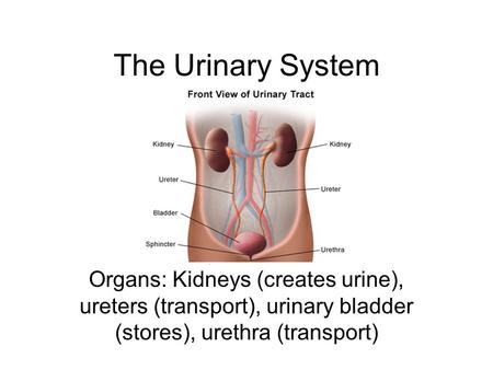 The Urinary System Organs: Kidneys (creates urine), ureters (transport), urinary bladder (stores), urethra (transport)