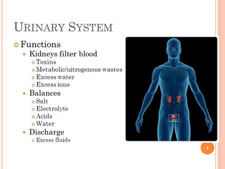 U RINARY S YSTEM Functions Kidneys filter blood Toxins Metabolic/nitrogenous wastes Excess water Excess ions Balances Salt Electrolyte Acids Water Discharge.