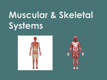 Muscular & Skeletal Systems