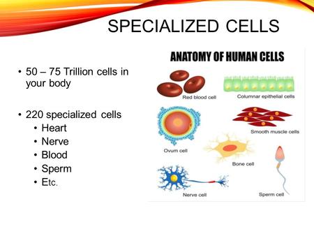 Specialized Cells 50 – 75 Trillion cells in your body