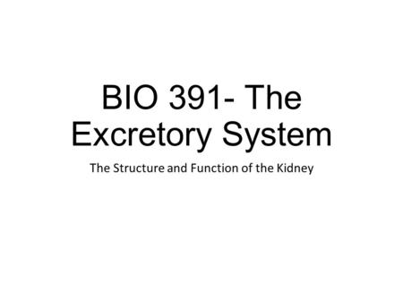 BIO 391- The Excretory System The Structure and Function of the Kidney.