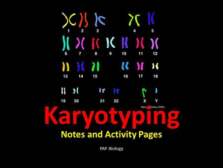 Karyotyping Notes and Activity Pages PAP Biology.