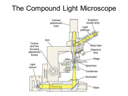 The Compound Light Microscope