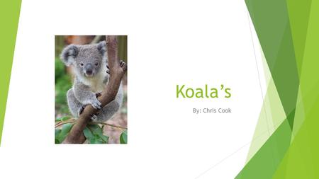 Koala’s By: Chris Cook. Mating  The male courts the female  The mating season is seasonal  They only have one mate  One fact you probably didn’t know.