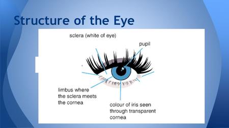 Structure of the Eye.