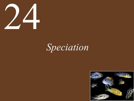 24 Speciation.