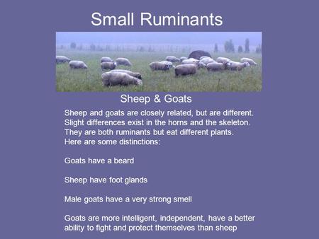Small Ruminants Sheep & Goats Sheep and goats are closely related, but are different. Slight differences exist in the horns and the skeleton. They are.