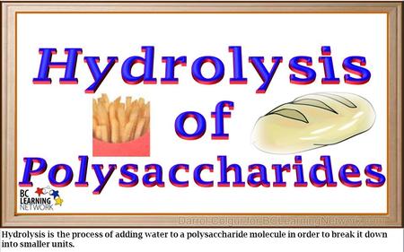 Hydrolysis of Polysaccharides