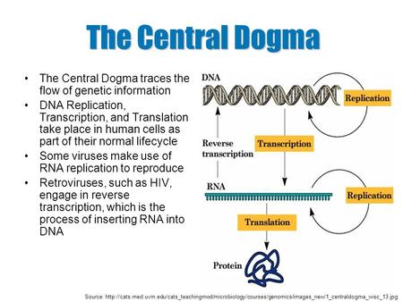 The Central Dogma The Central Dogma traces the flow of genetic information DNA Replication, Transcription, and Translation take place in human cells as.