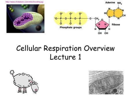 Cellular Respiration Overview Lecture 1