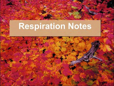 Respiration Notes. I. Overview A. Photosynthesis takes place in the chloroplasts B. Respiration takes place in the mitochondria.