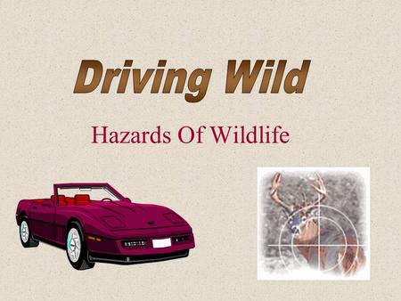 Hazards Of Wildlife. Car / Deer Collision Facts What Are the Facts? Although most car-deer collisions occur between the months of October and December,