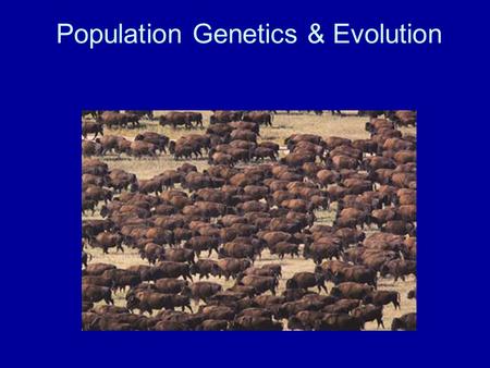 Population Genetics & Evolution. Population Genetics The study of evolution from a genetic point of view.