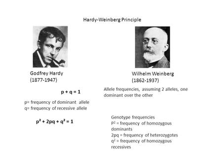 Godfrey Hardy (1877-1947) Wilhelm Weinberg (1862-1937) Hardy-Weinberg Principle p + q = 1 Allele frequencies, assuming 2 alleles, one dominant over the.