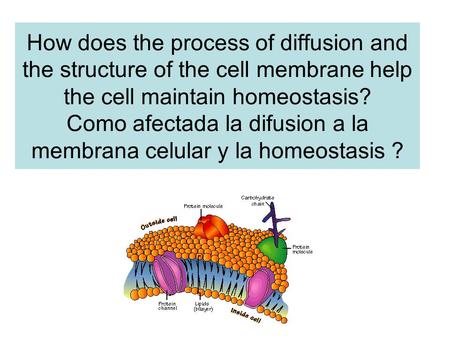 How does the process of diffusion and the structure of the cell membrane help the cell maintain homeostasis? Como afectada la difusion a la membrana celular.