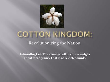 Revolutionizing the Nation. Interesting fact: The average boll of cotton weighs about three grams. That is only.oo6 pounds.