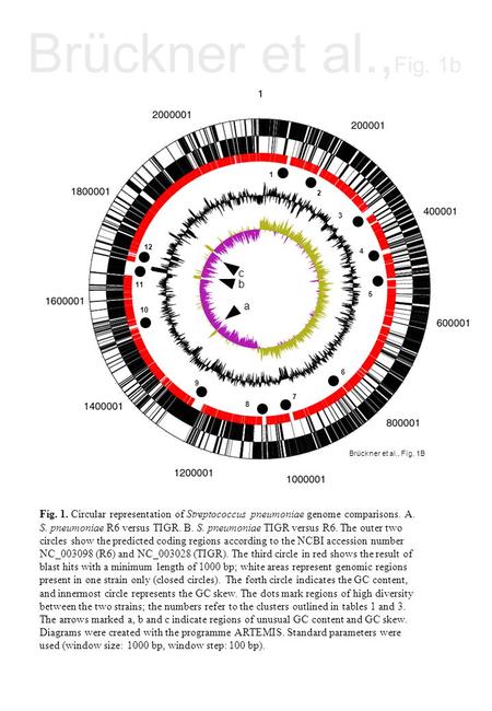 Brückner et al., Fig. 1b 1 2 3 4 5 7 8 9 10 11 12 Brückner et al., Fig. 1B a c b 6 Fig. 1. Circular representation of Streptococcus pneumoniae genome comparisons.
