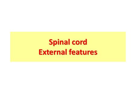 Spinal cord External features