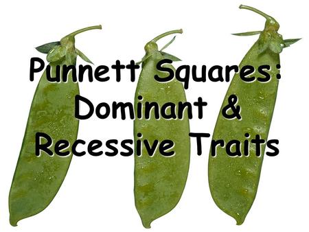 Punnett Squares: Dominant & Recessive Traits. Gregor Mendel is often called the “Father of Genetics”.