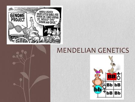 MENDELIAN GENETICS. Gregor Johann Mendel (1822-1884) Austrian Monk Studied the inheritance of traits in pea plants Developed the laws of inheritance.