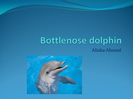 Bottlenose dolphin Alisha Ahmed.