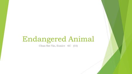 Endangered Animal Chan Sze Yin, Eunice 6C (03). Now, I’m going to introduce an endangered animal to you, it is a Chinese White Dolphin.