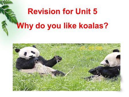 Revision for Unit 5 Why do you like koalas?. What’s your favorite animal? Why do you like them? Where are they from? What do they like eating? What other.