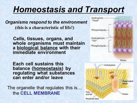 Homeostasis and Transport Organisms respond to the environment (this is a characteristic of life!) Cells, tissues, organs, and whole organisms must maintain.