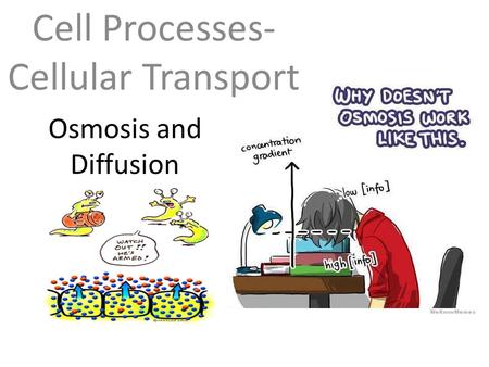 Cell Processes- Cellular Transport