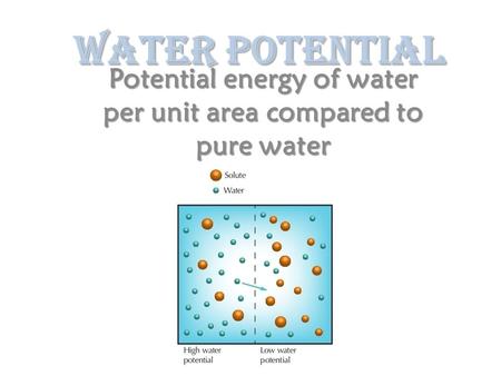 Water Potential Potential energy of water per unit area compared to pure water.