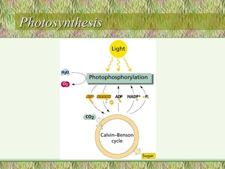 Photosynthesis. Photosynthesis Photosynthesis is the process by which plants, some bacteria, and some protistans use energy from sunlight to produce energy.