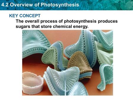 I can relate producers to photosynthesis.