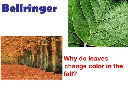 2.WHY DO LEAVES Why do leaves chang change color in the f fall? Bellringer.