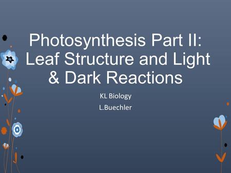 Photosynthesis Part II: Leaf Structure and Light & Dark Reactions KL Biology L.Buechler.