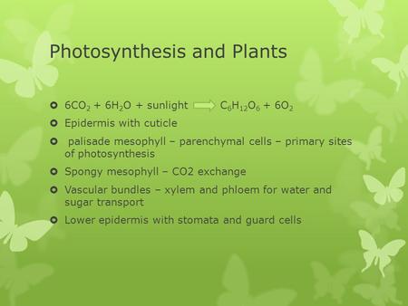 Photosynthesis and Plants  6CO 2 + 6H 2 O + sunlight C 6 H 12 O 6 + 6O 2  Epidermis with cuticle  palisade mesophyll – parenchymal cells – primary sites.